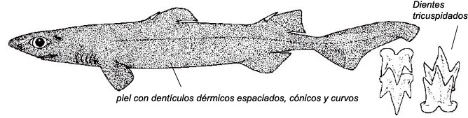 Centroscyllium fabricii_01.jpg